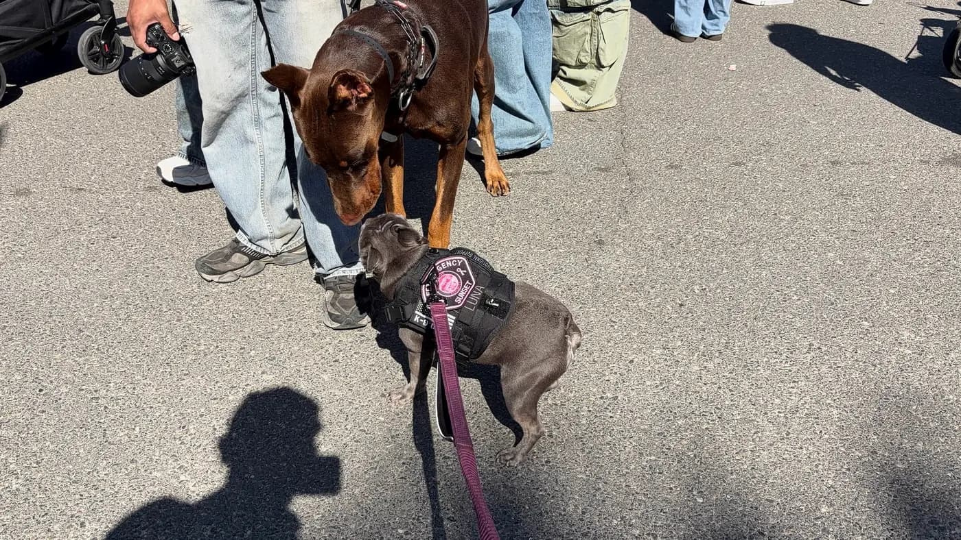 Luna the mascot French Bulldog in her vest greeting a Doberman at an event