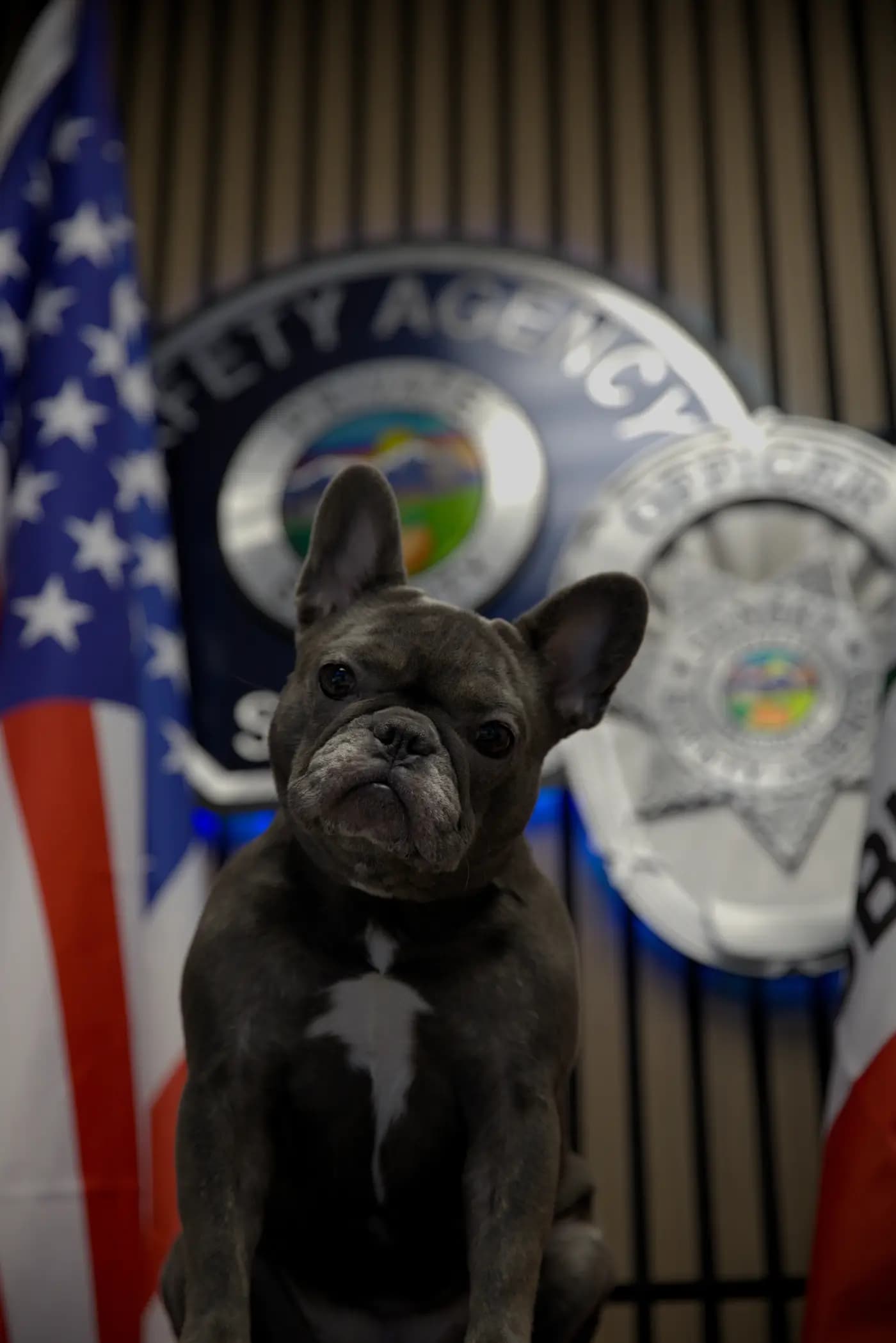 Luna the French Bulldog mascot seated in front of the agency seal wall
